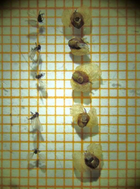 Lille Birkefrøgalmyg (Semudobia betulae)