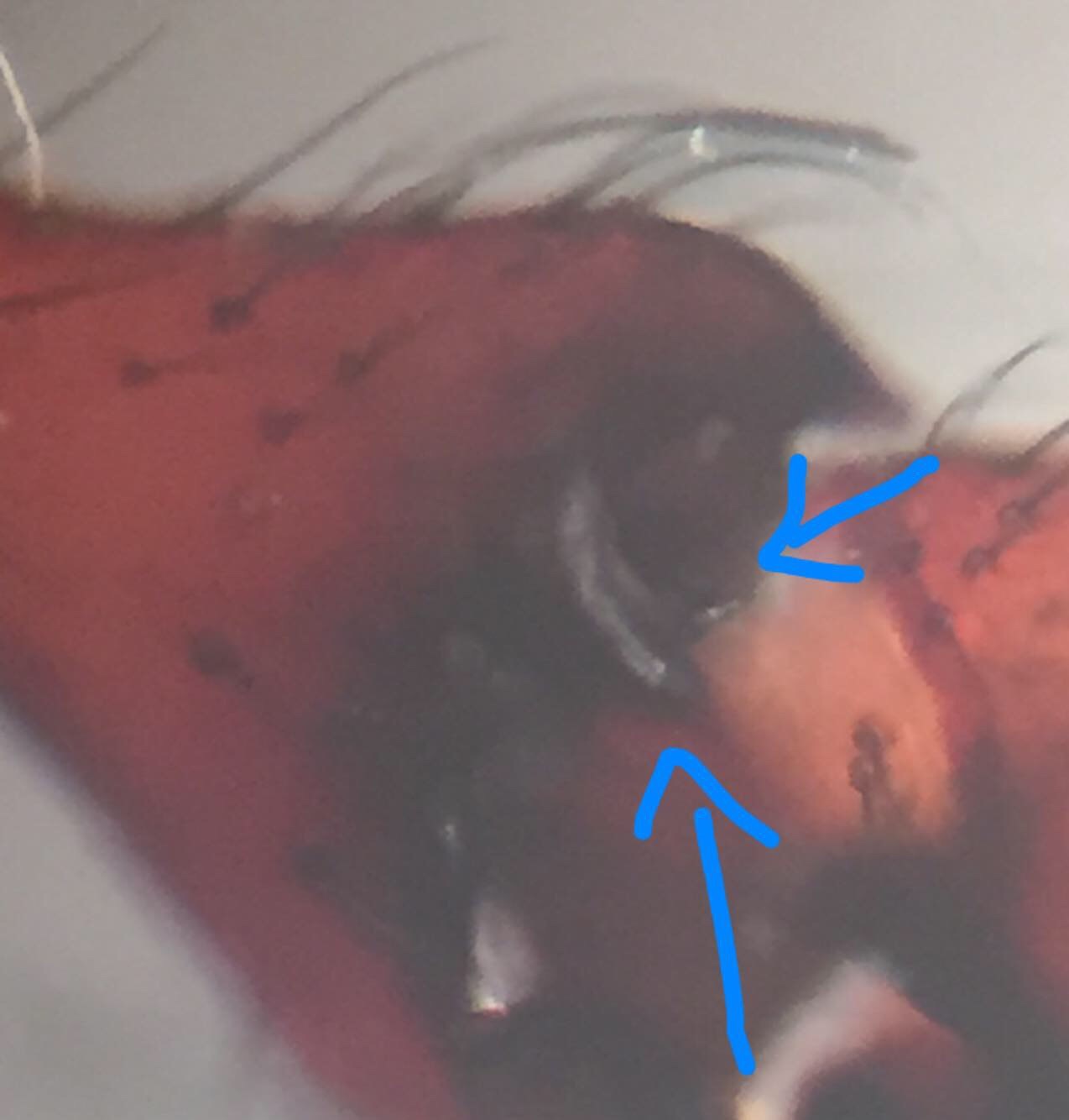 Sort Dværgedderkop (Erigone longipalpis) (Erigone longipalpis)