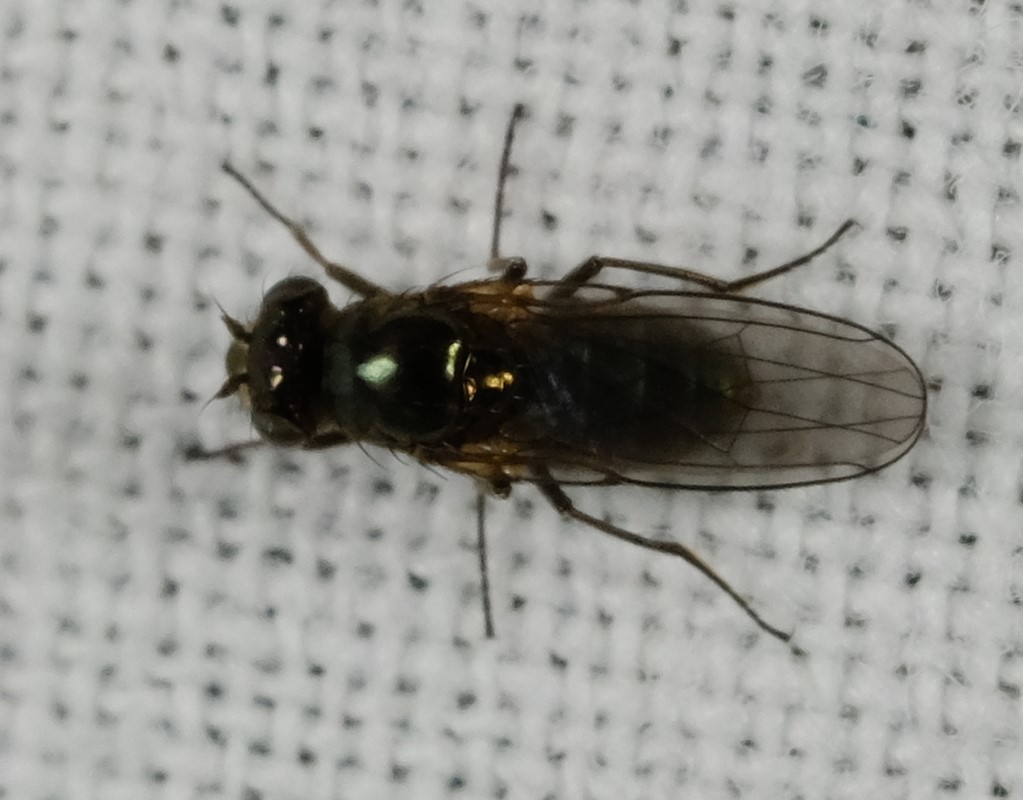 Setacera micans (Setacera micans)