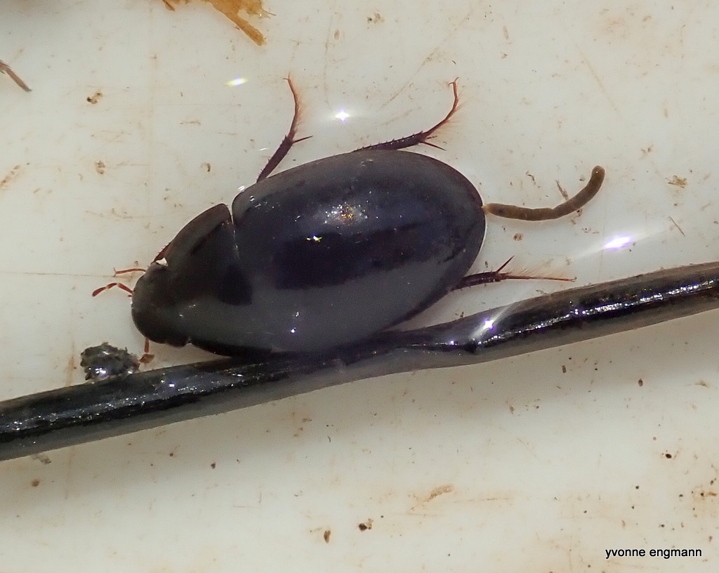 Limnoxenus niger (Limnoxenus niger)