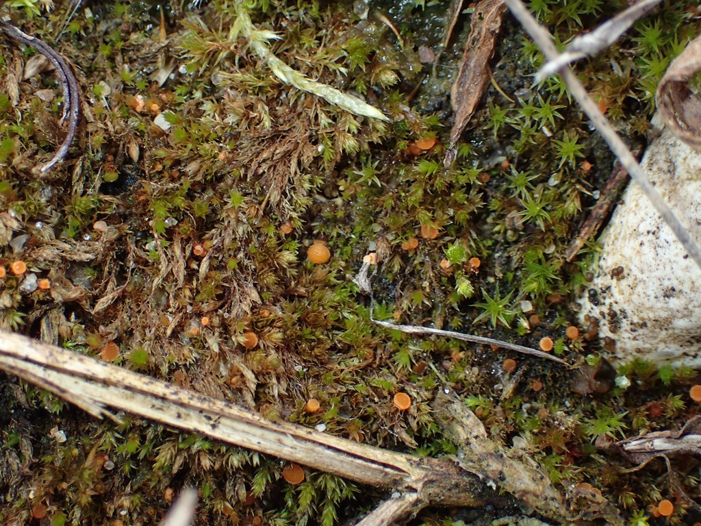 Octospora hetieri (Octospora hetieri)