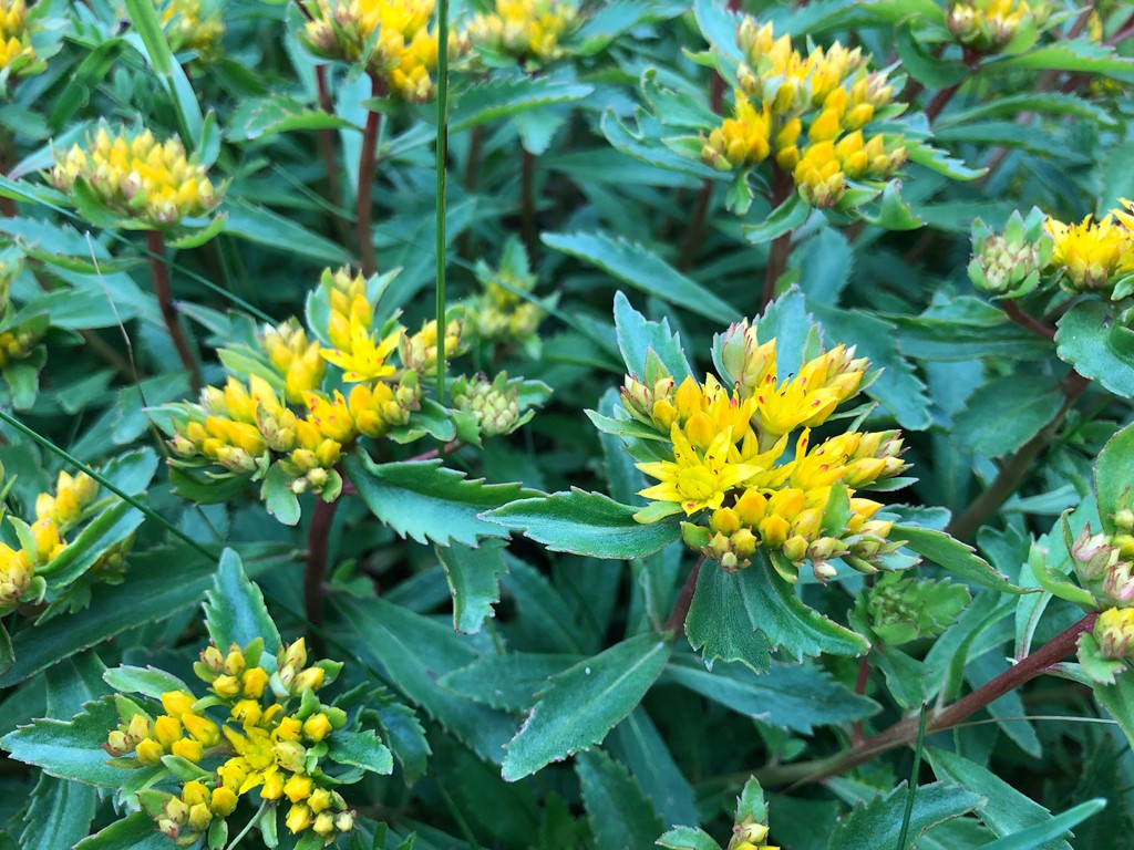 Sedum aizoon (Sedum aizoon)