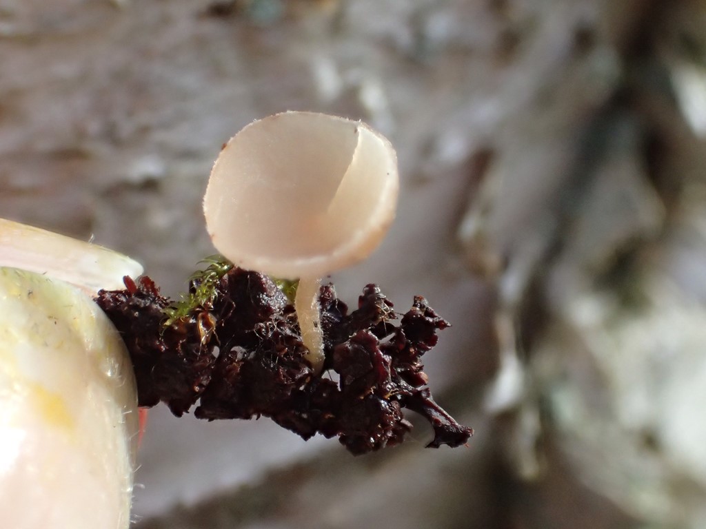 Birkefrø-Knoldskive (Ciboria betulae)