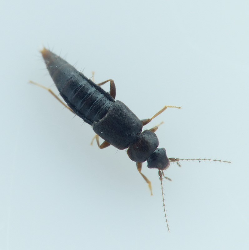 Trichophya pilicornis (Trichophya pilicornis)