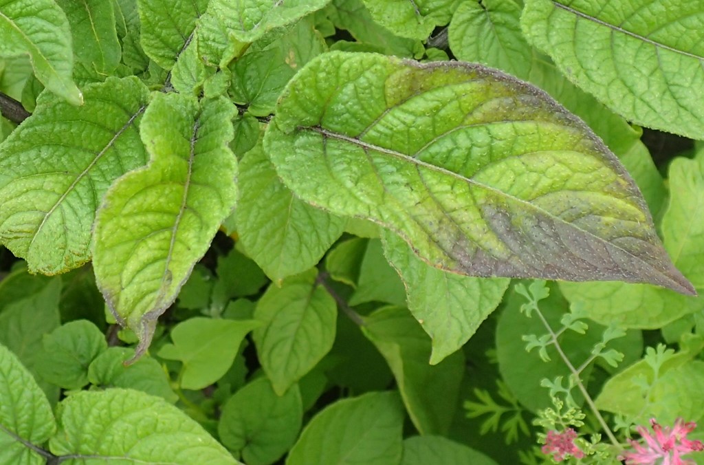 Kartoffelskimmel (Phytophthora infestans)