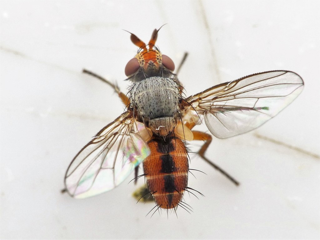 Ceromya bicolor (Ceromya bicolor)