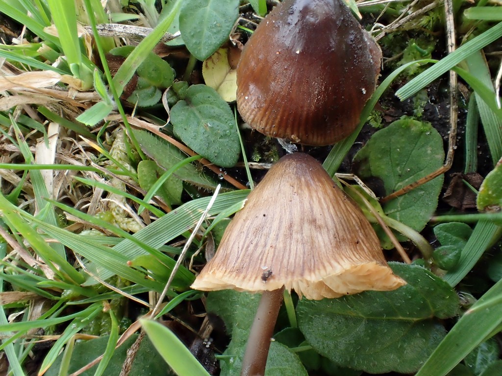 Rødprikket Dughat (Mycenella trachyspora)