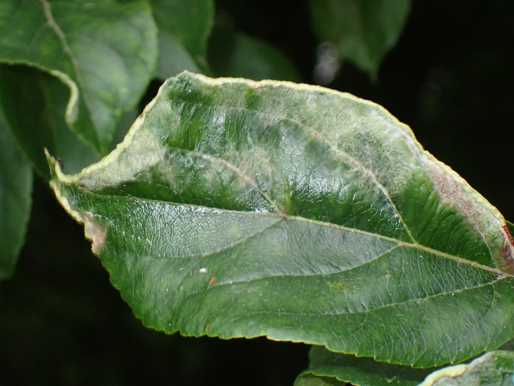 Epitrimerus malimarginemtorquens (Epitrimerus malimarginemtorquens)