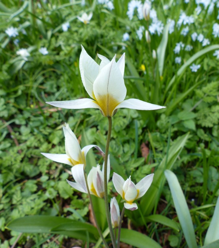 Turkestan-tulipan (Tulipa turkestanica)