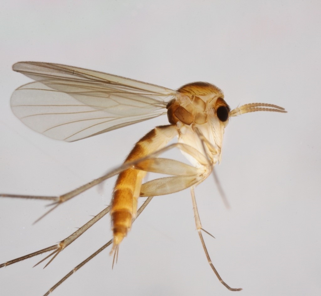 Brevicornu fuscipenne (Brevicornu fuscipenne)