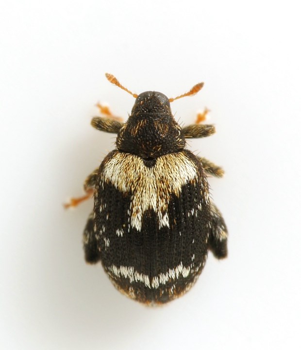 Orchestes hortorum (Orchestes hortorum)