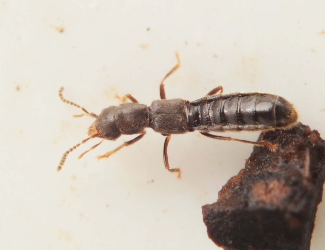 Diglotta mersa (Diglotta mersa)