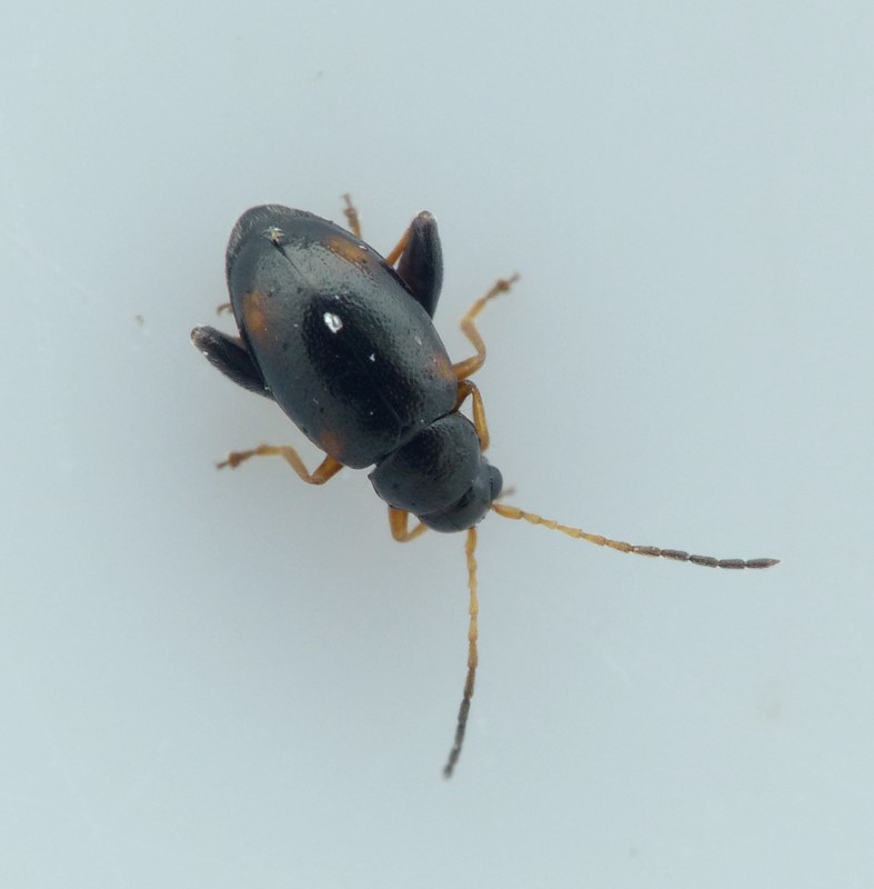 Longitarsus quadriguttatus (Longitarsus quadriguttatus)