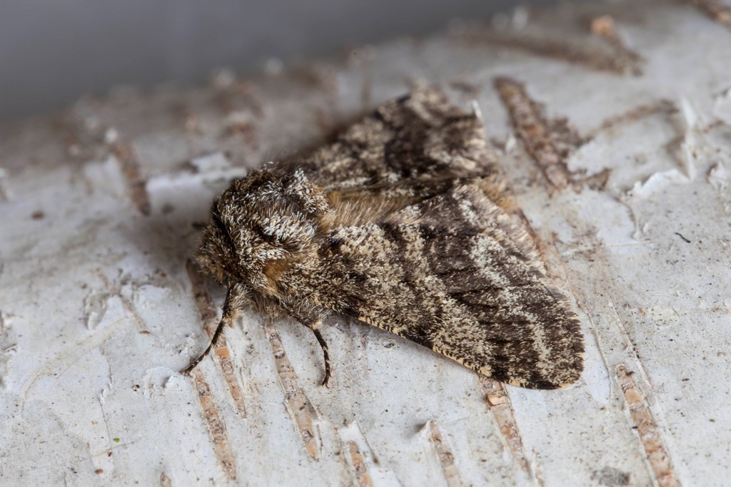 Skægmåler (Lycia hirtaria)