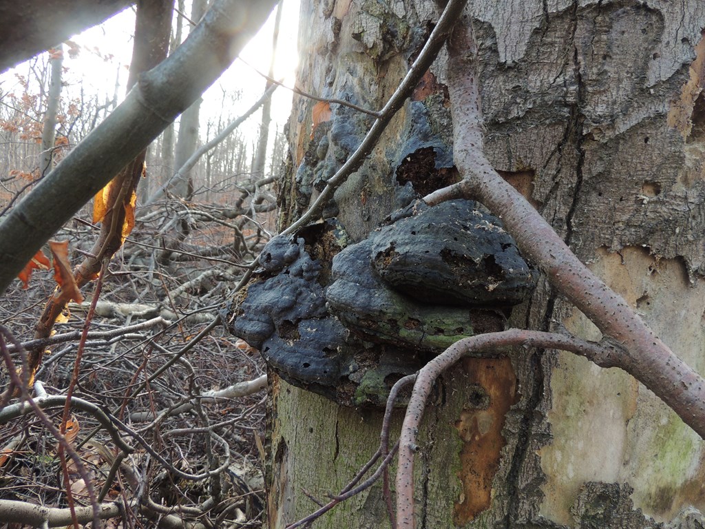 Tøndersvamp (Fomes fomentarius)