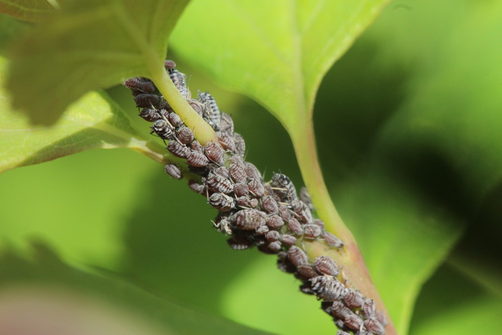 Mørk Spiræabladlus (Aphis spiraephaga)