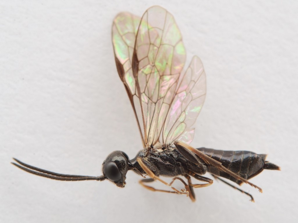 Janus luteipes (Janus luteipes)