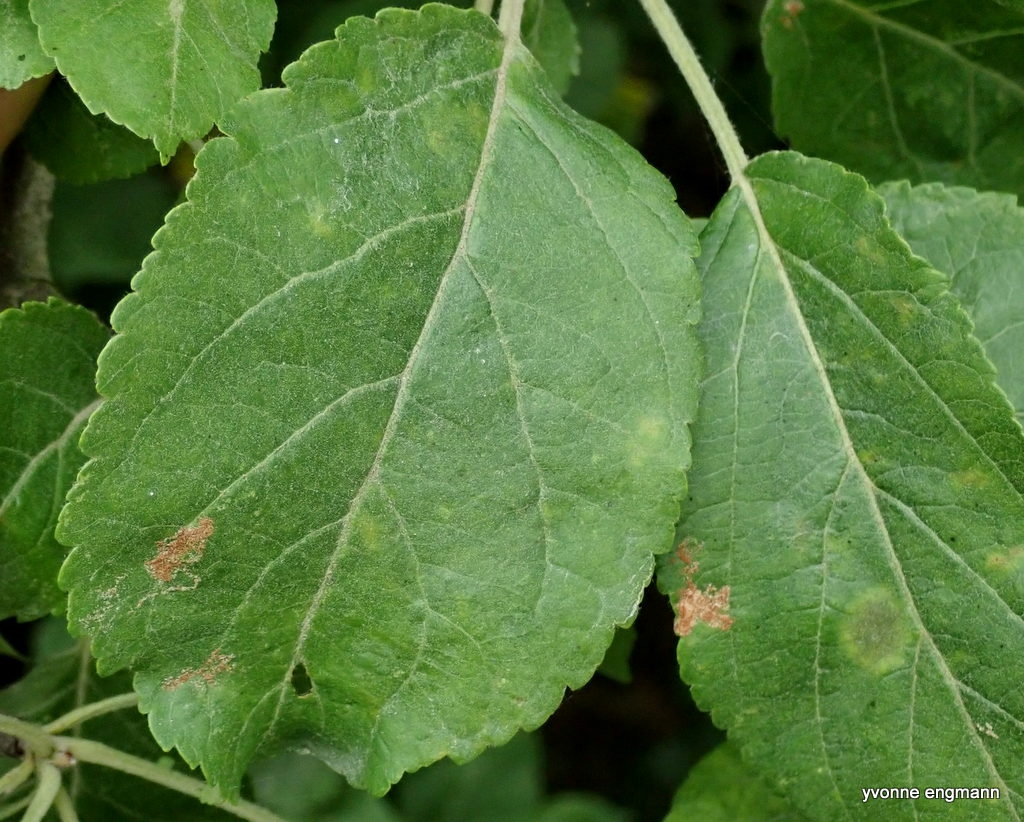 Æblerustmide (Eriophyes mali)
