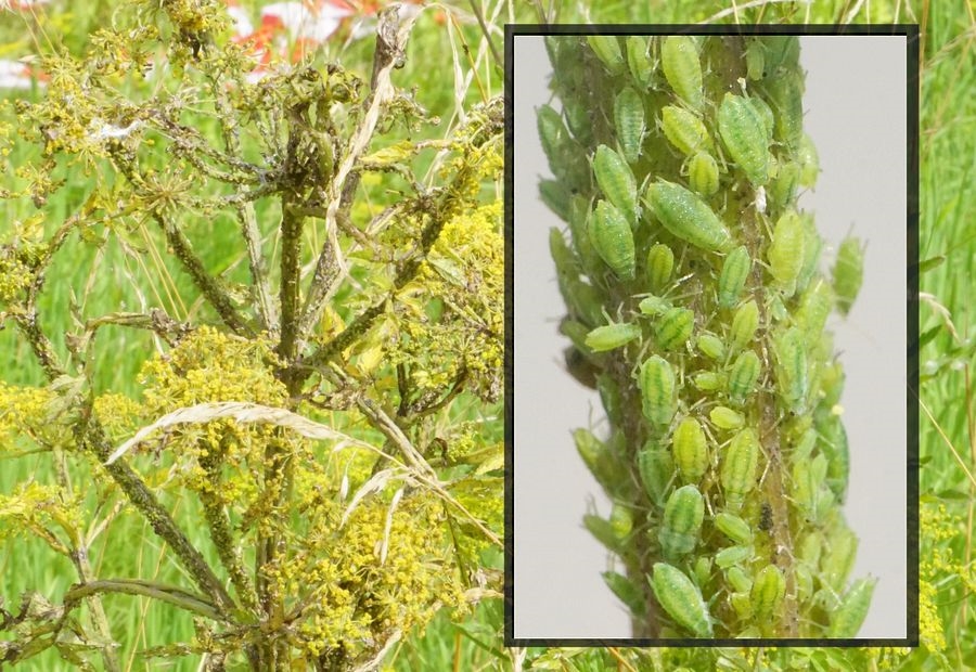 Cavariella theobaldi (Cavariella theobaldi)