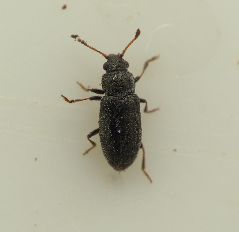 Telmatophilus schoenherrii (Telmatophilus schoenherrii)