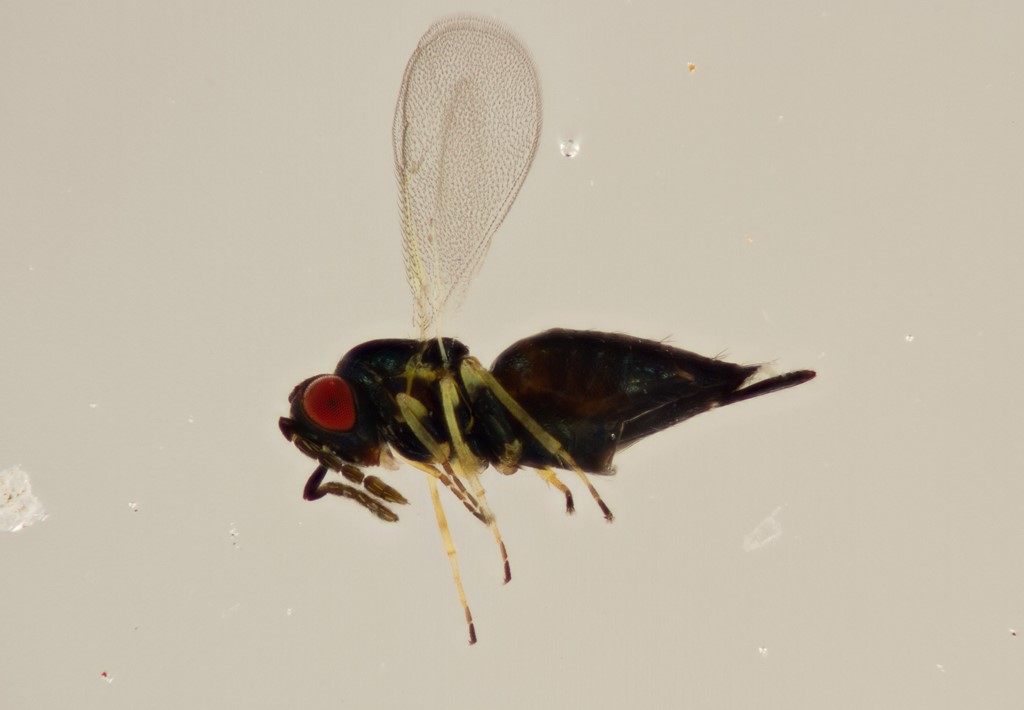 Aprostocetus tanaceticola (Aprostocetus tanaceticola)