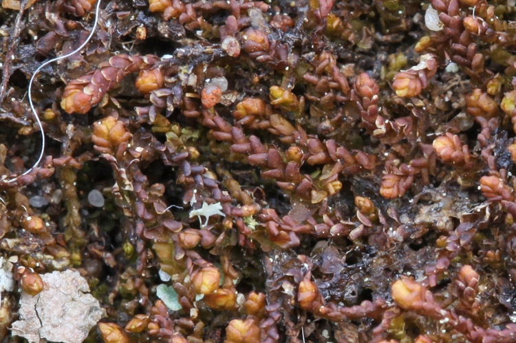 Udrandet Kortsvøb (Marsupella emarginata)