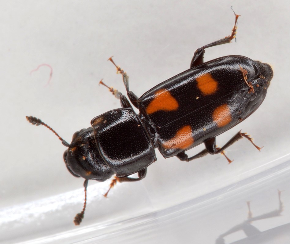 Glischrochilus quadripunctatus (Glischrochilus quadripunctatus)