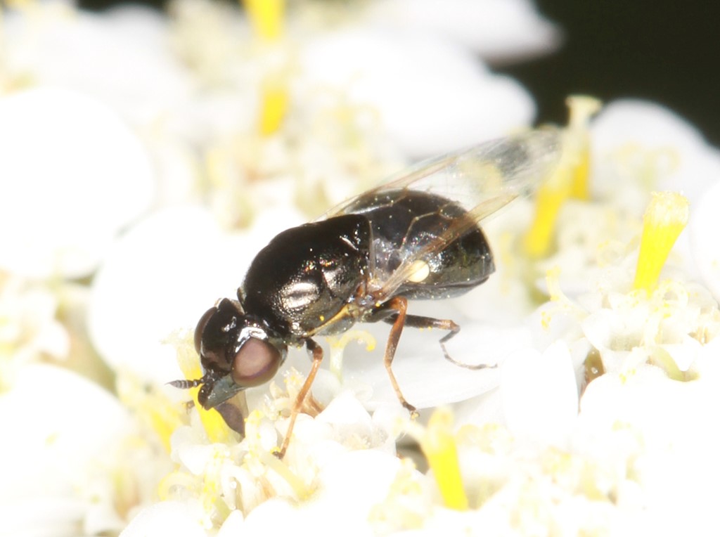 Nemotelus nigrinus (Nemotelus nigrinus)