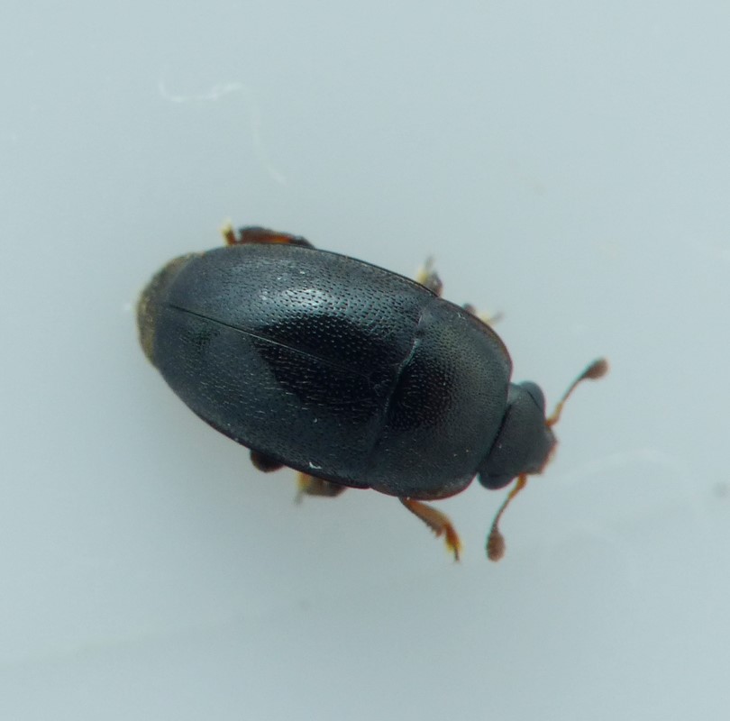 Meligethes difficilis (Meligethes difficilis)