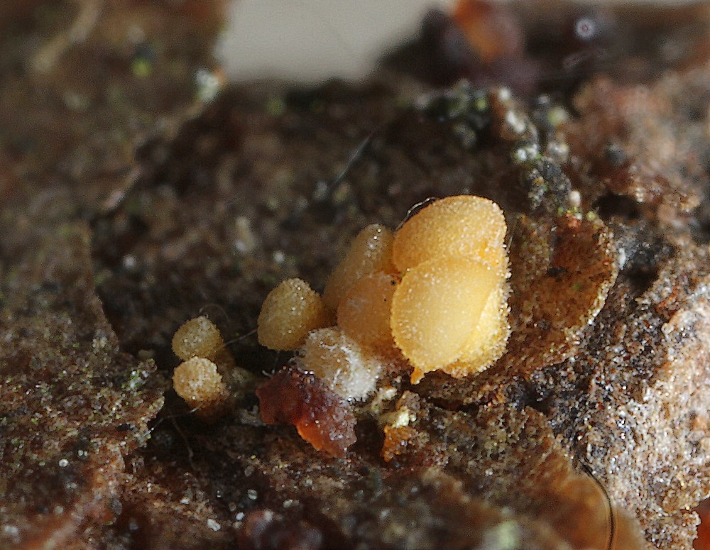 Pezicula eucrita (Pezicula eucrita)