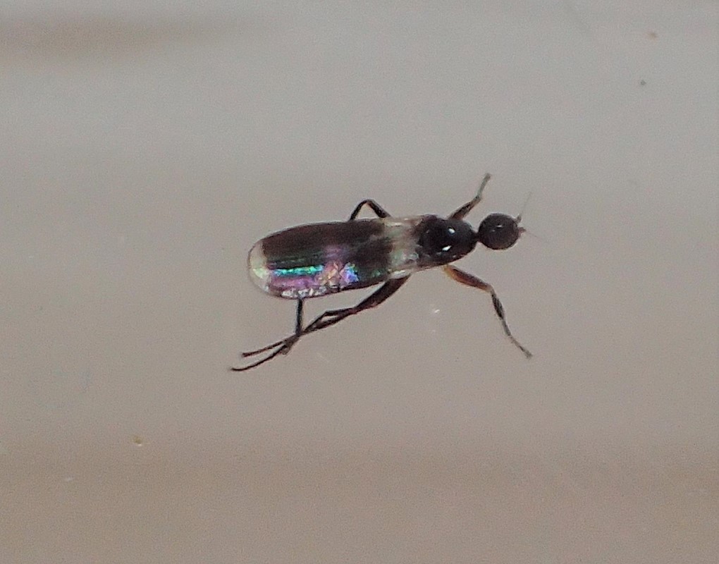 Tachydromia morio (Tachydromia morio)