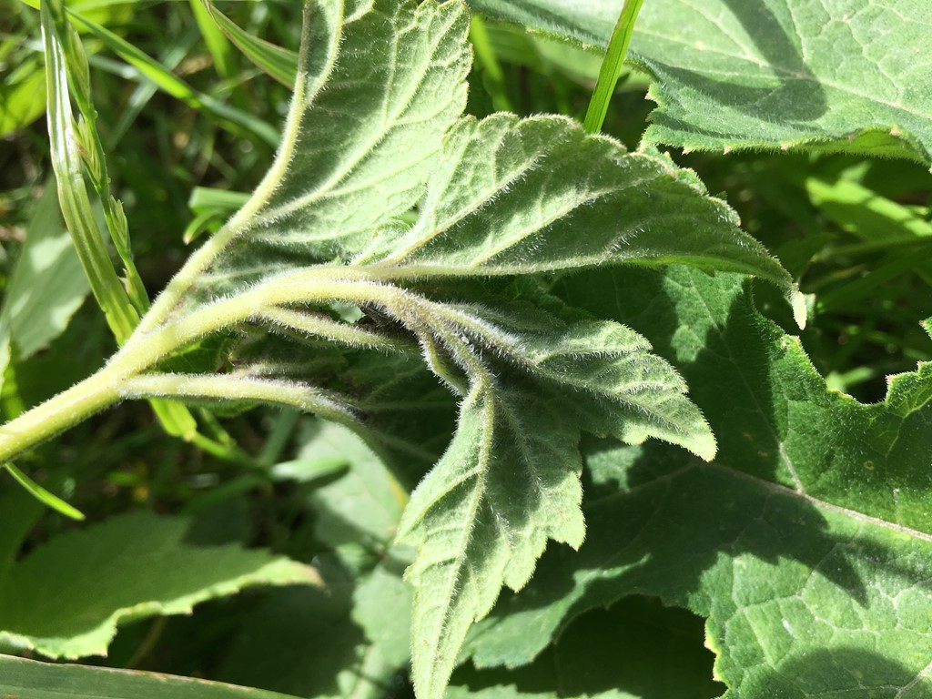 Macrolabis heraclei (Macrolabis heraclei)