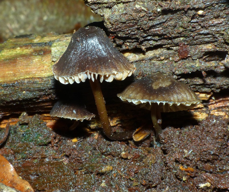 Rødplettet Huesvamp (Mycena maculata)