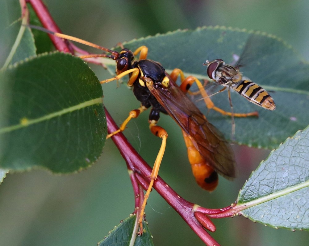 Callajoppa cirrogaster (Callajoppa cirrogaster)