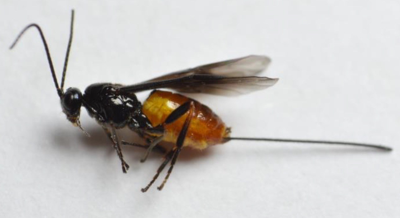 Bracon caudiger (Bracon caudiger)