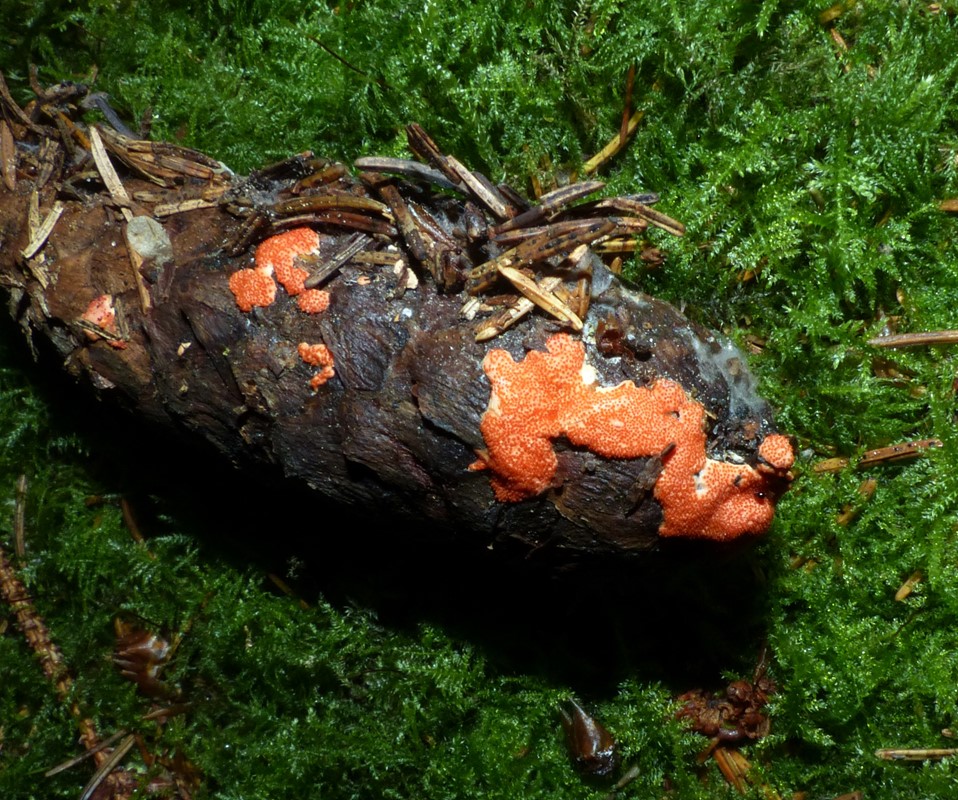 Hypomyces armeniacus (Hypomyces armeniacus)