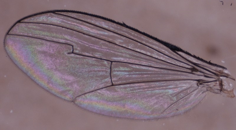 Dolichopus nitidus (Dolichopus nitidus)