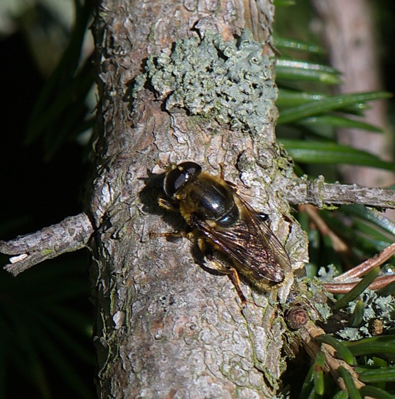 Smal Narcisflue (Merodon avidus)