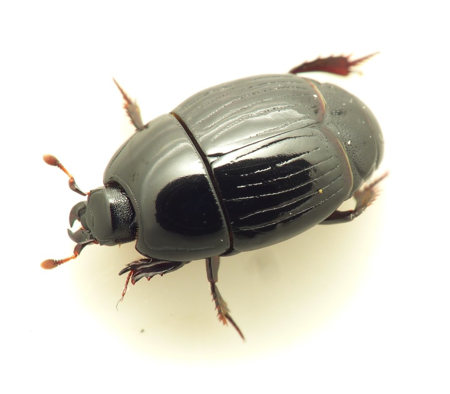 Fuldstribet Stumpbille (Atholus duodecimstriatus)