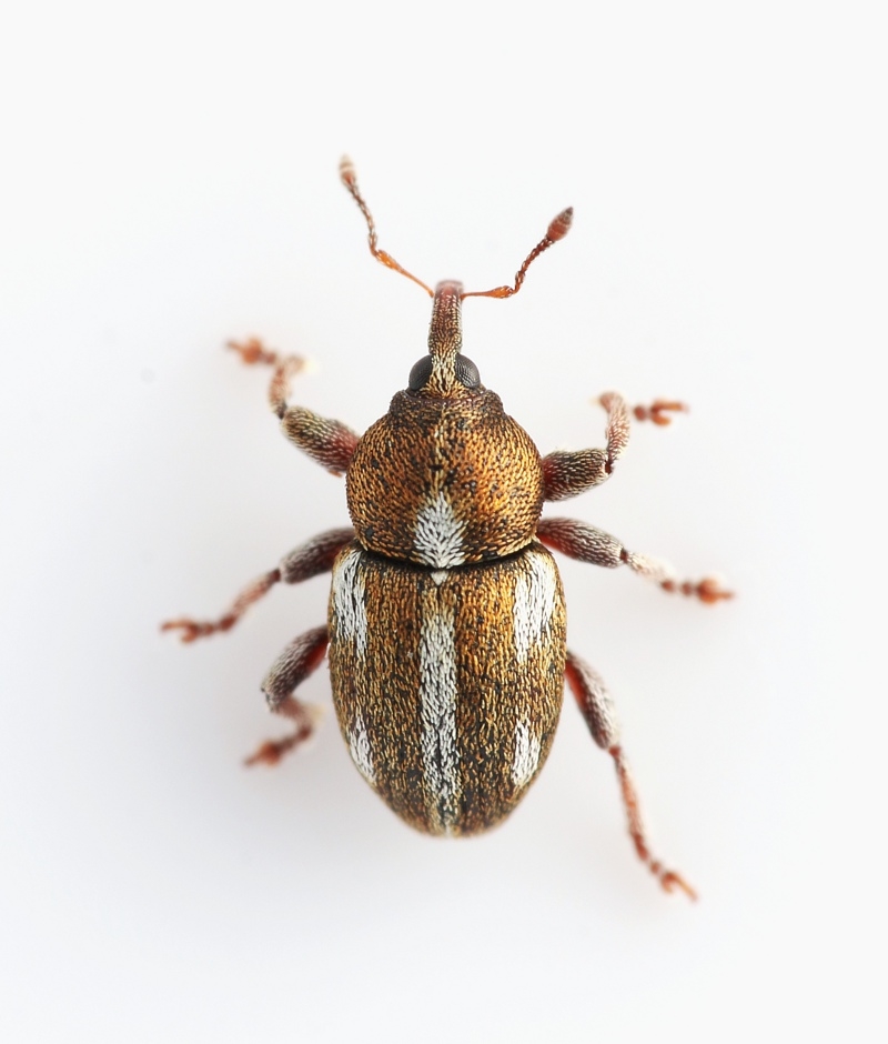Tychius quinquepunctatus (Tychius quinquepunctatus)