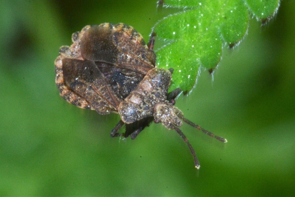 Aradus