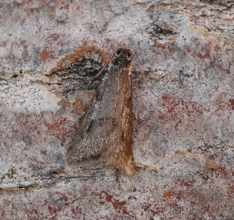 Oktobervikler (Exapate congelatella)