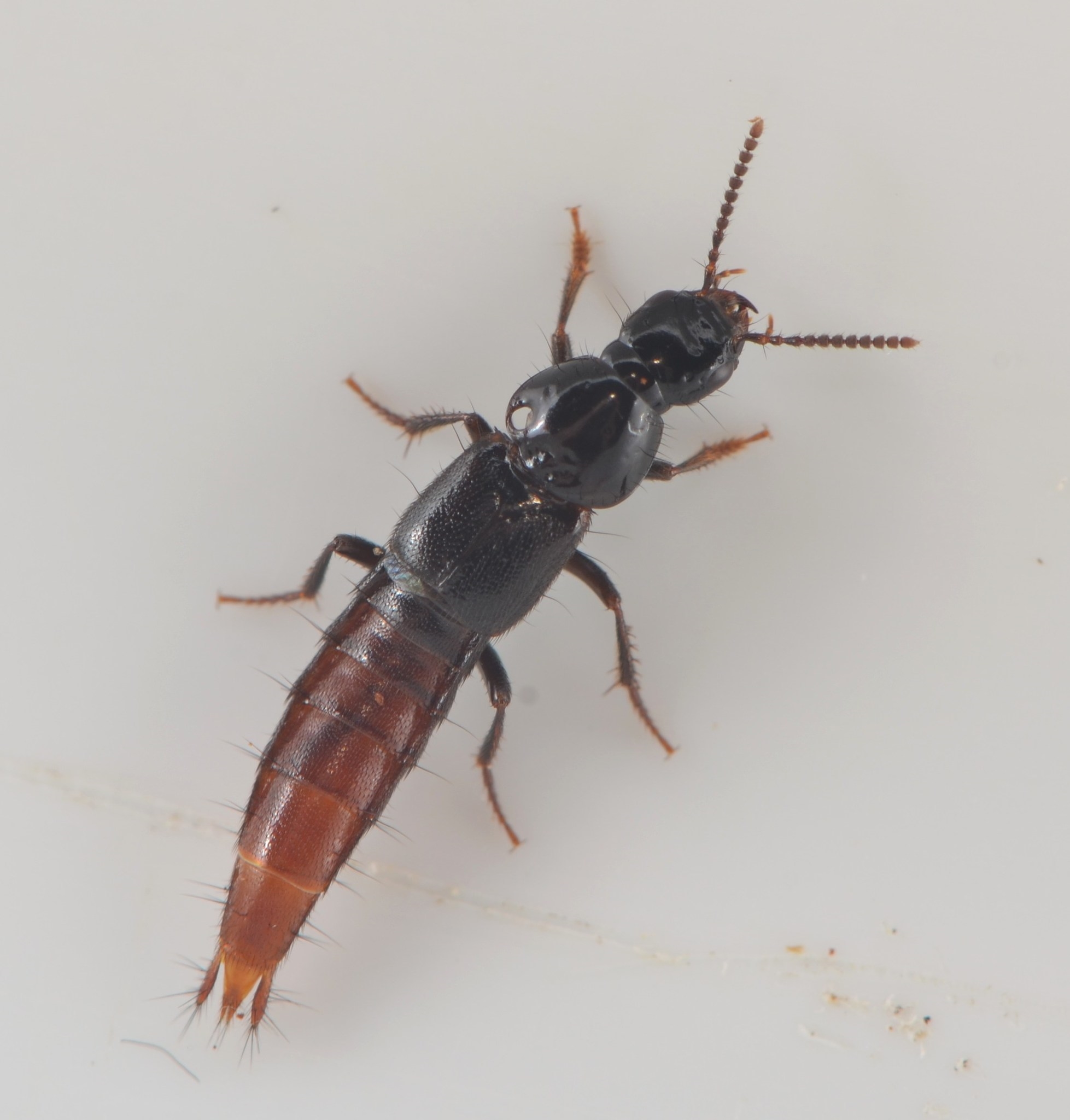 Quedius truncicola (Quedius truncicola)