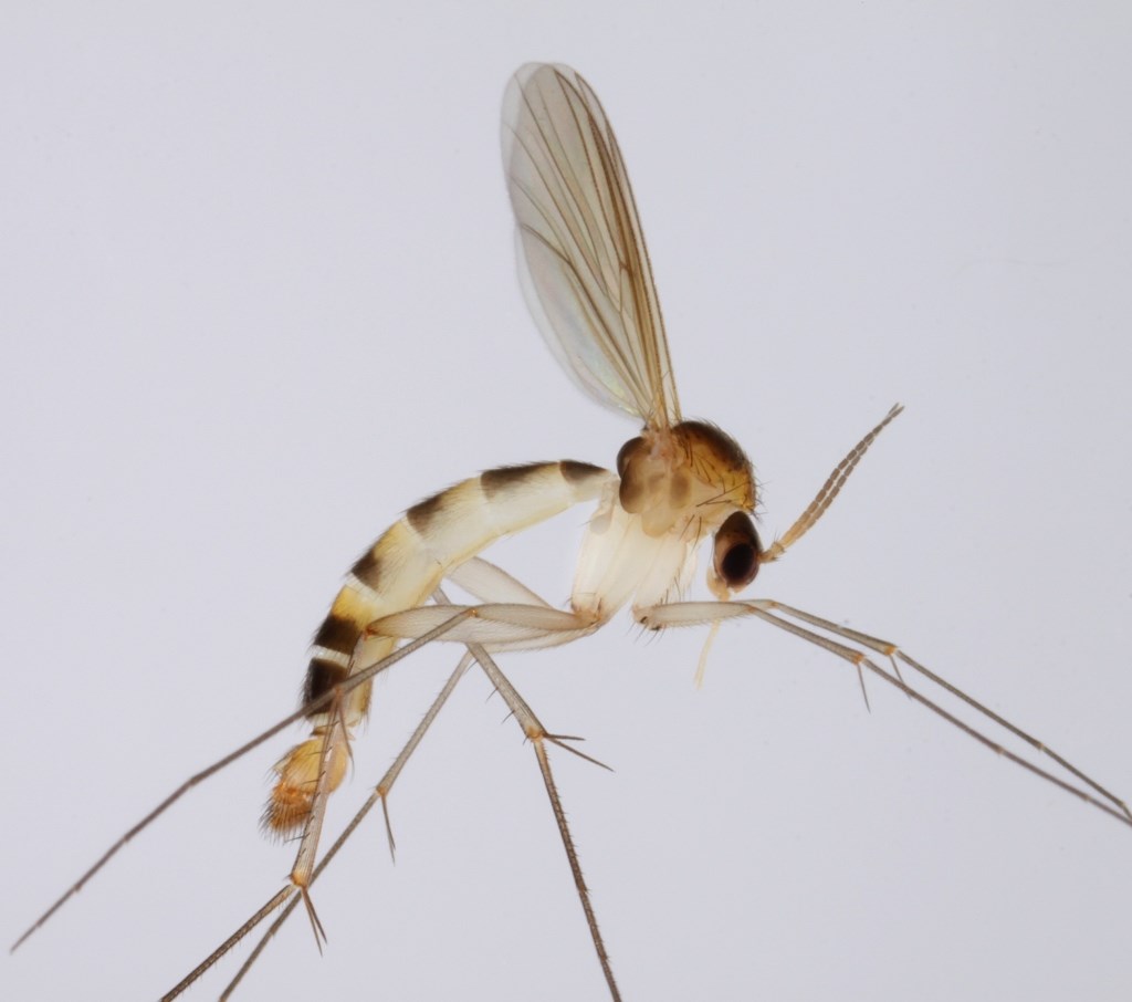 Exechia festiva (Exechia festiva)