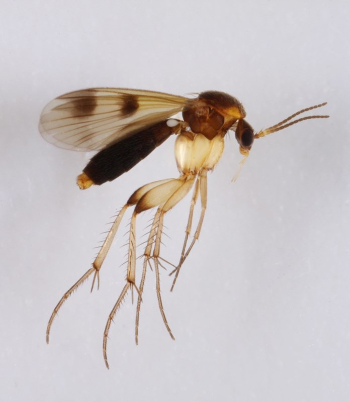 Mycetophila edwardsi (Mycetophila edwardsi)