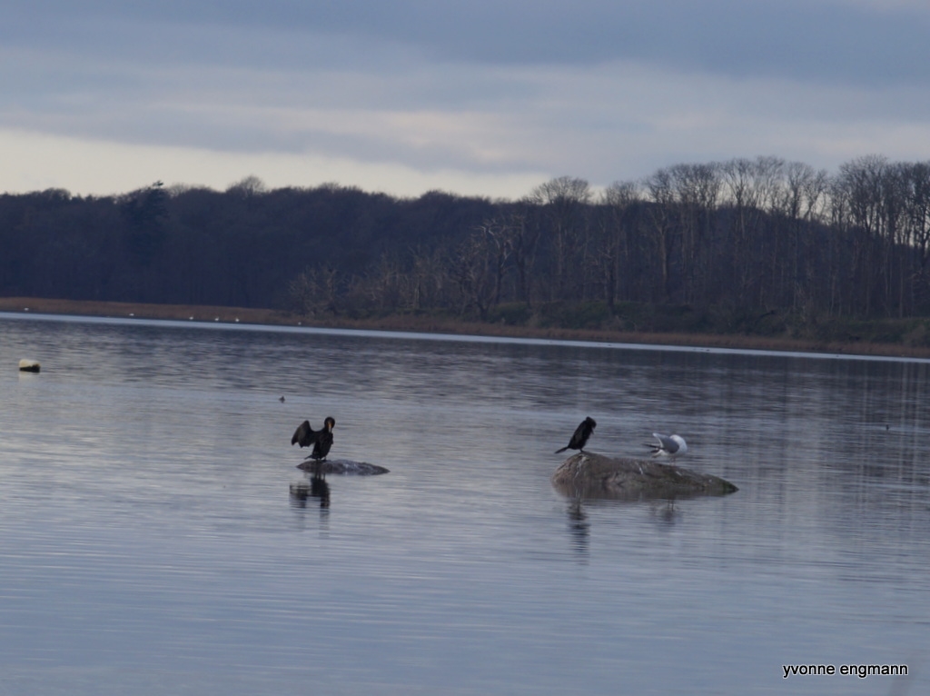 Skarv (Phalacrocorax carbo)