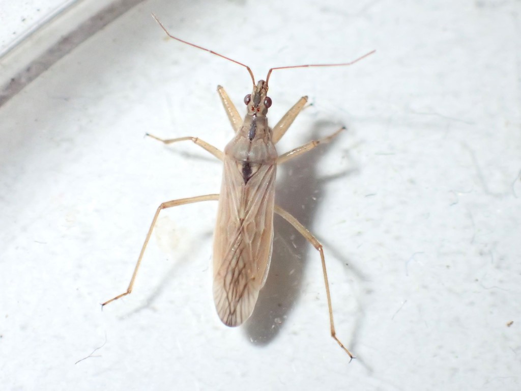 Nabis ferus (Nabis ferus)