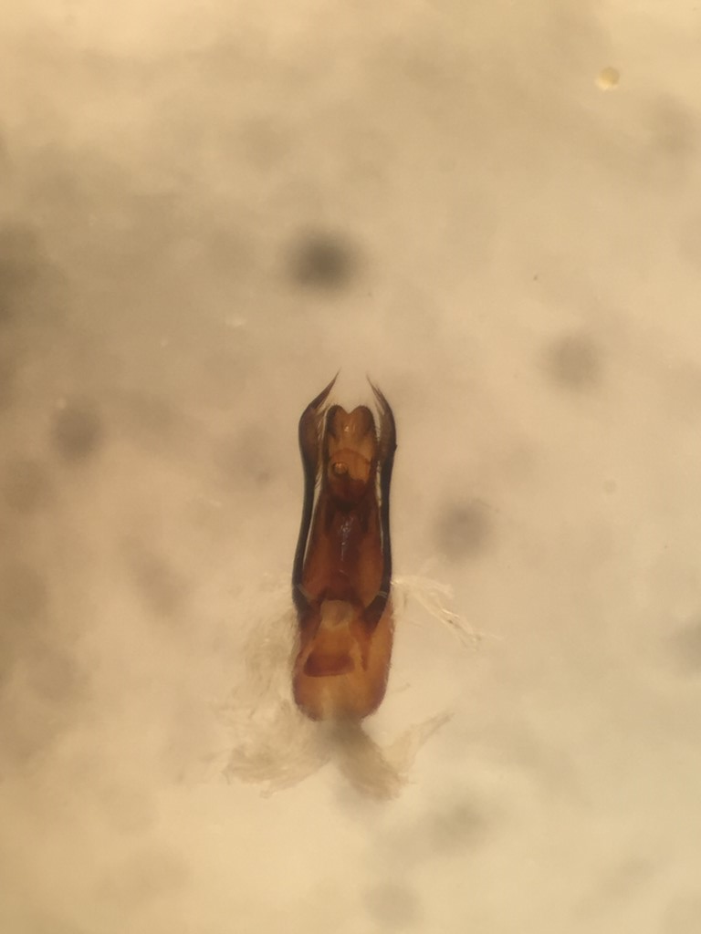 Stenus providus (Stenus providus)