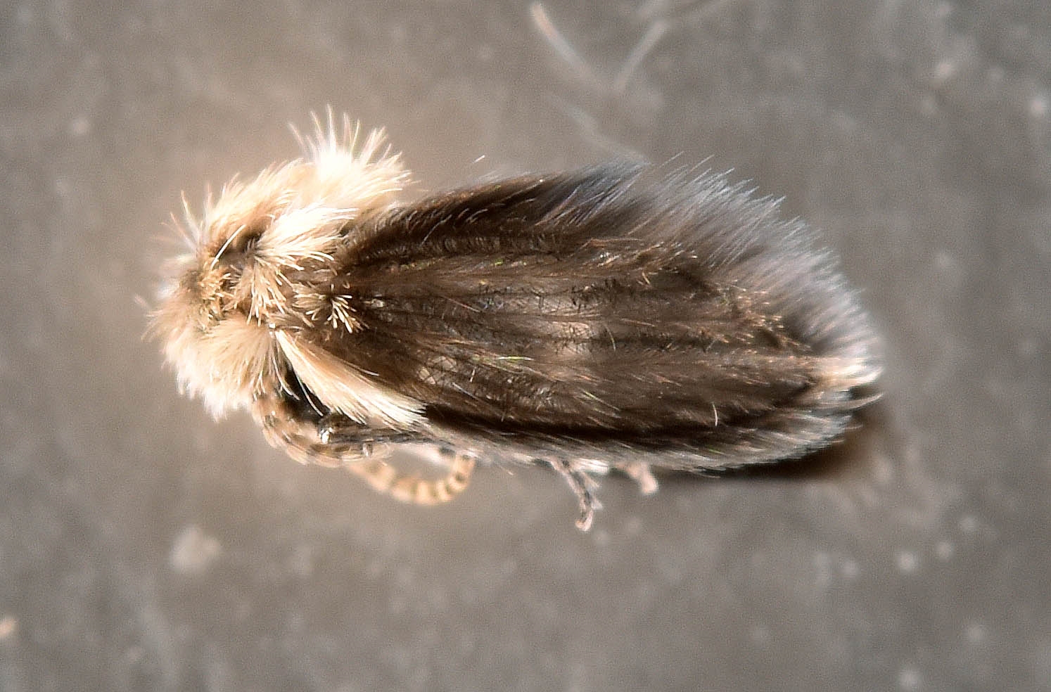 Psychoda albipennis (Psychoda albipennis)