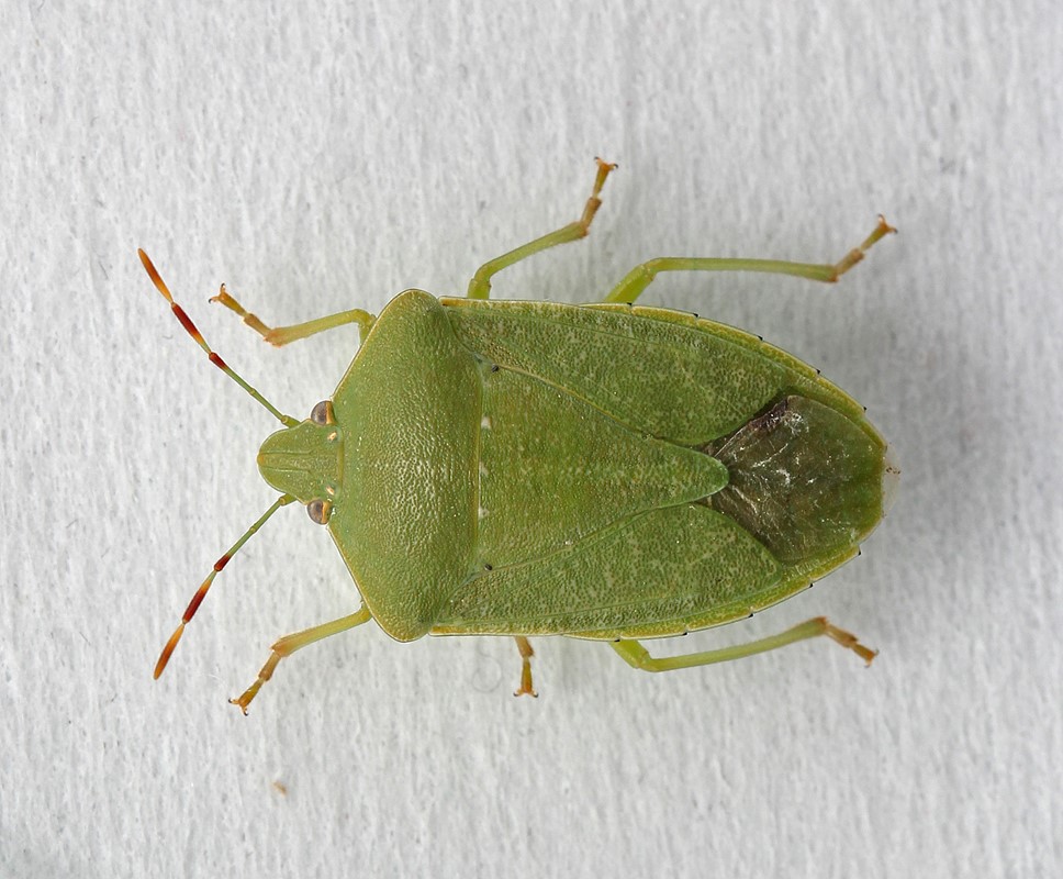 Bønnetæge (Nezara viridula)
